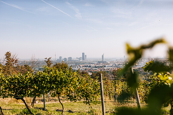Blick über Wien von Weinbergen aus gesehen.